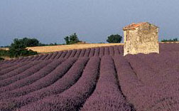 Lavendelmark fra Provence